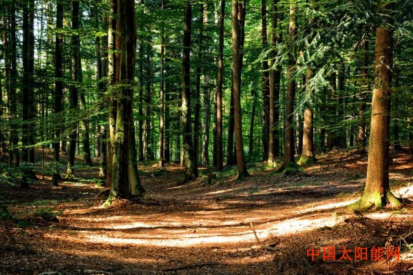 太阳能飞机英国：2019年第二季度生物质能产量增长10% 居可再生能源首位